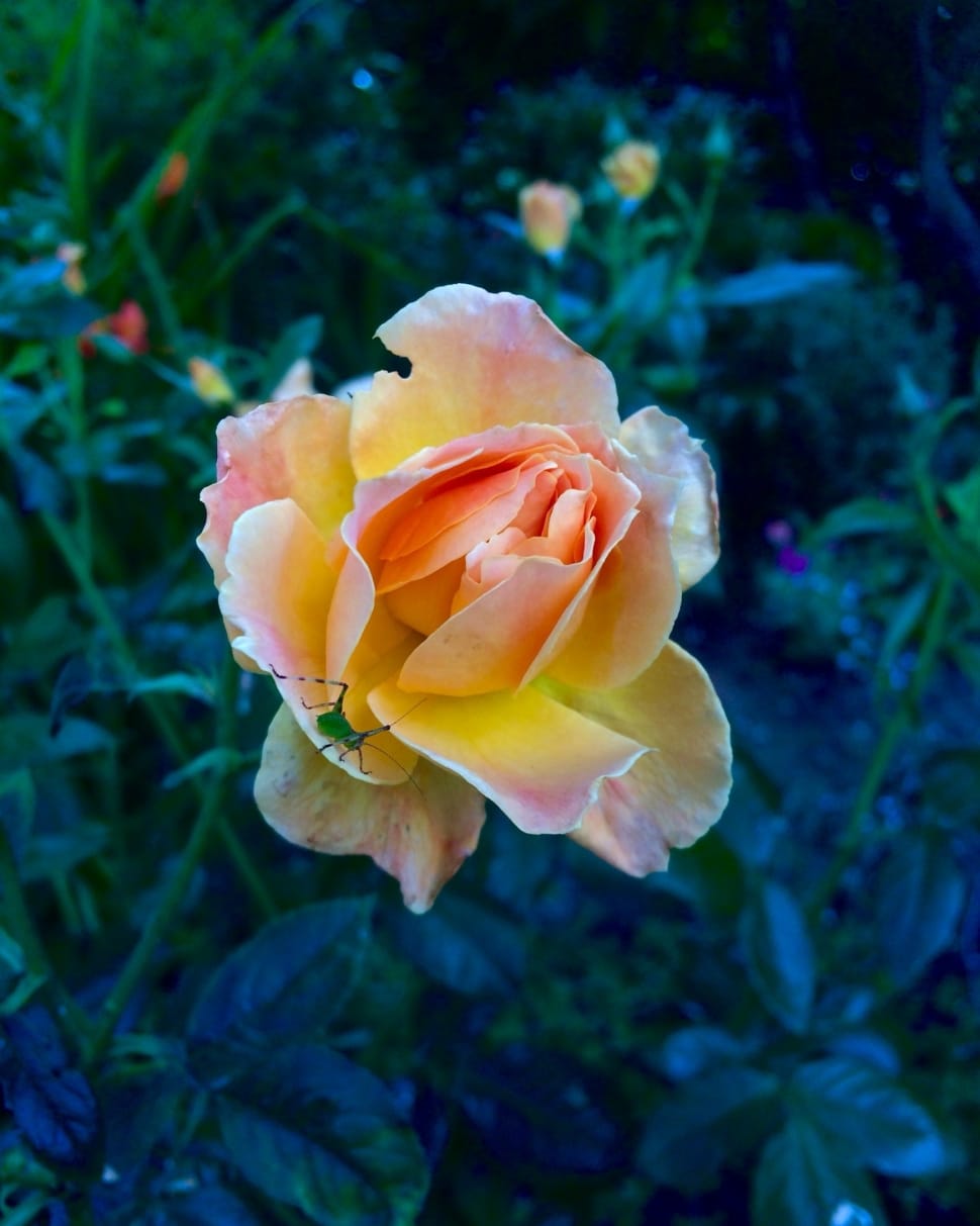 yellow and pink rose preview