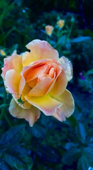 yellow and pink rose thumbnail