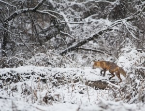 red fox walking near trees thumbnail