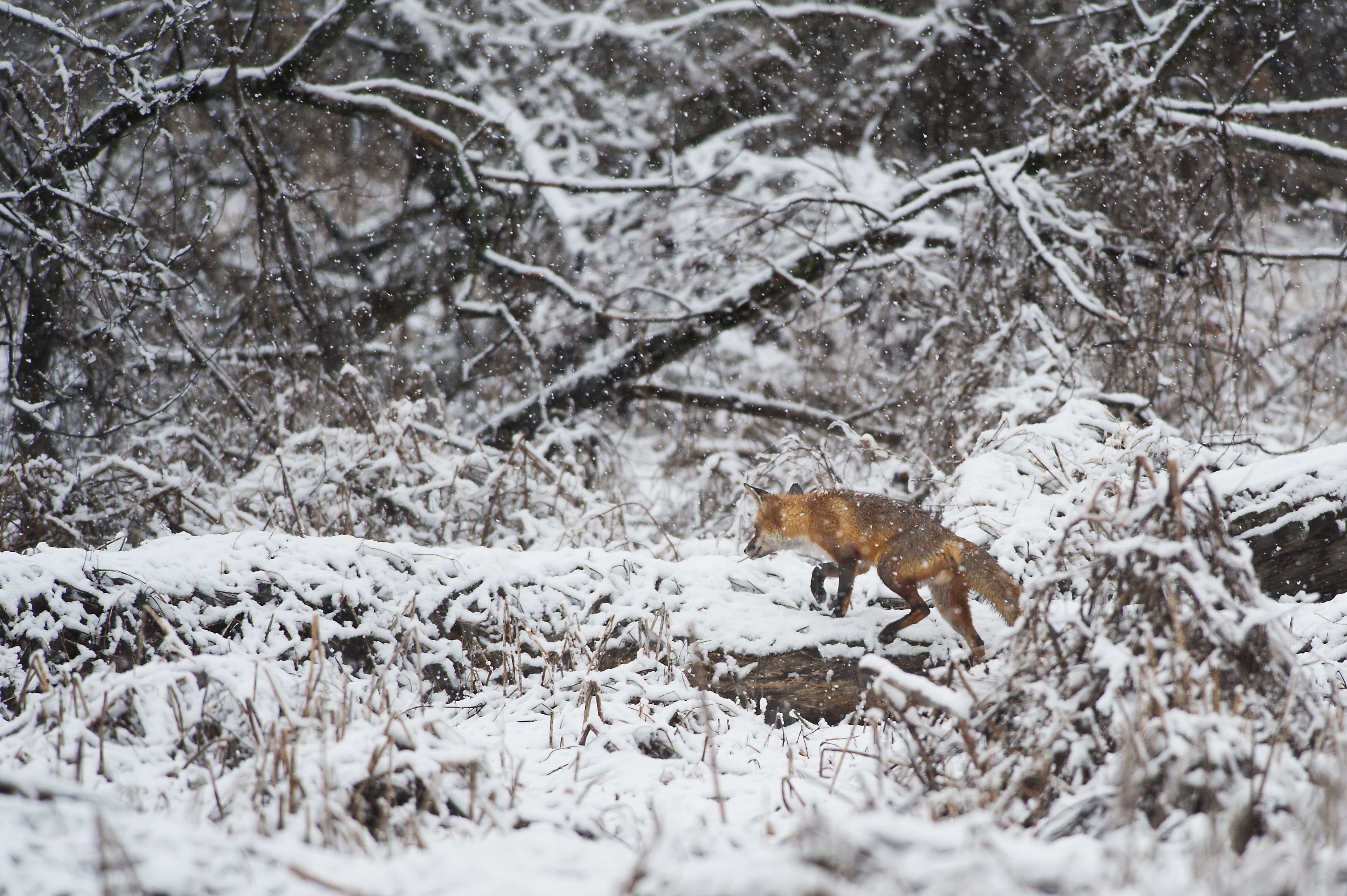 red fox walking near trees