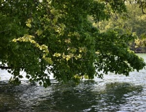 green leaf tree on rippling body of water thumbnail