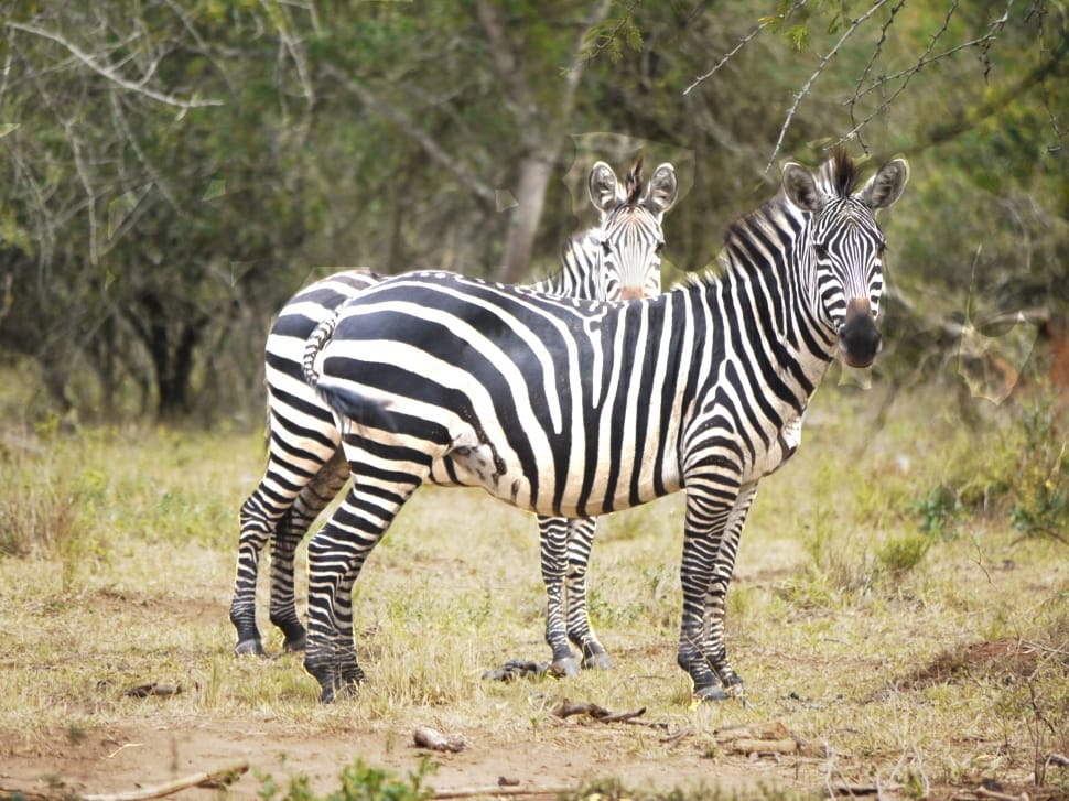 2 zebras preview
