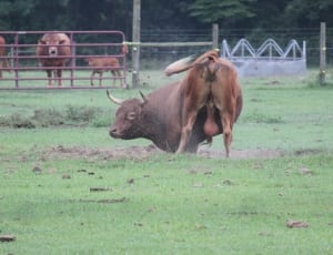 brown cattle thumbnail