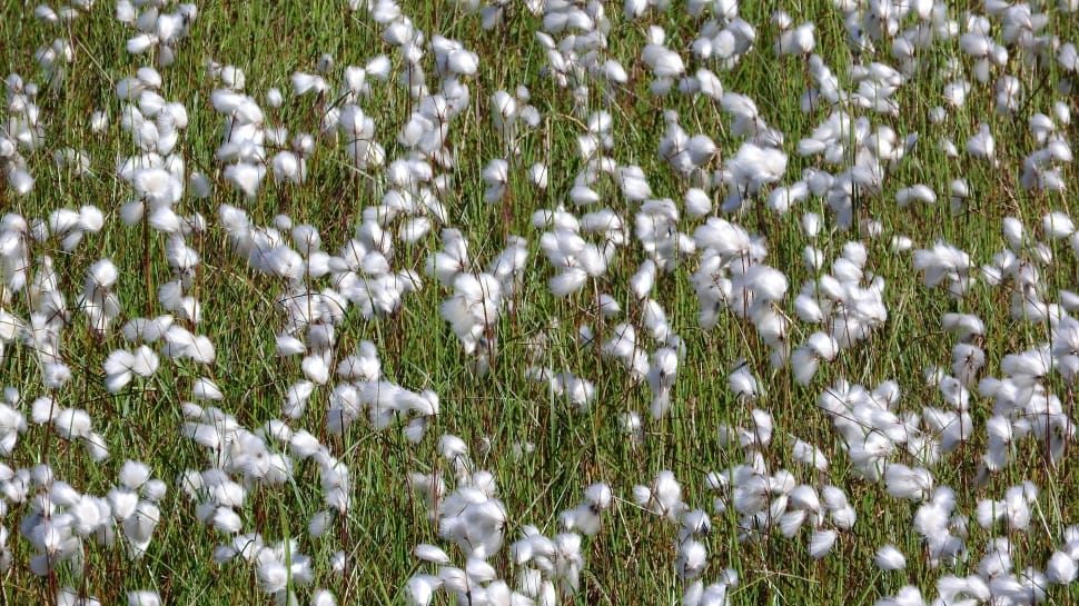 cotton plant field preview