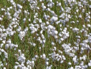 cotton plant field thumbnail