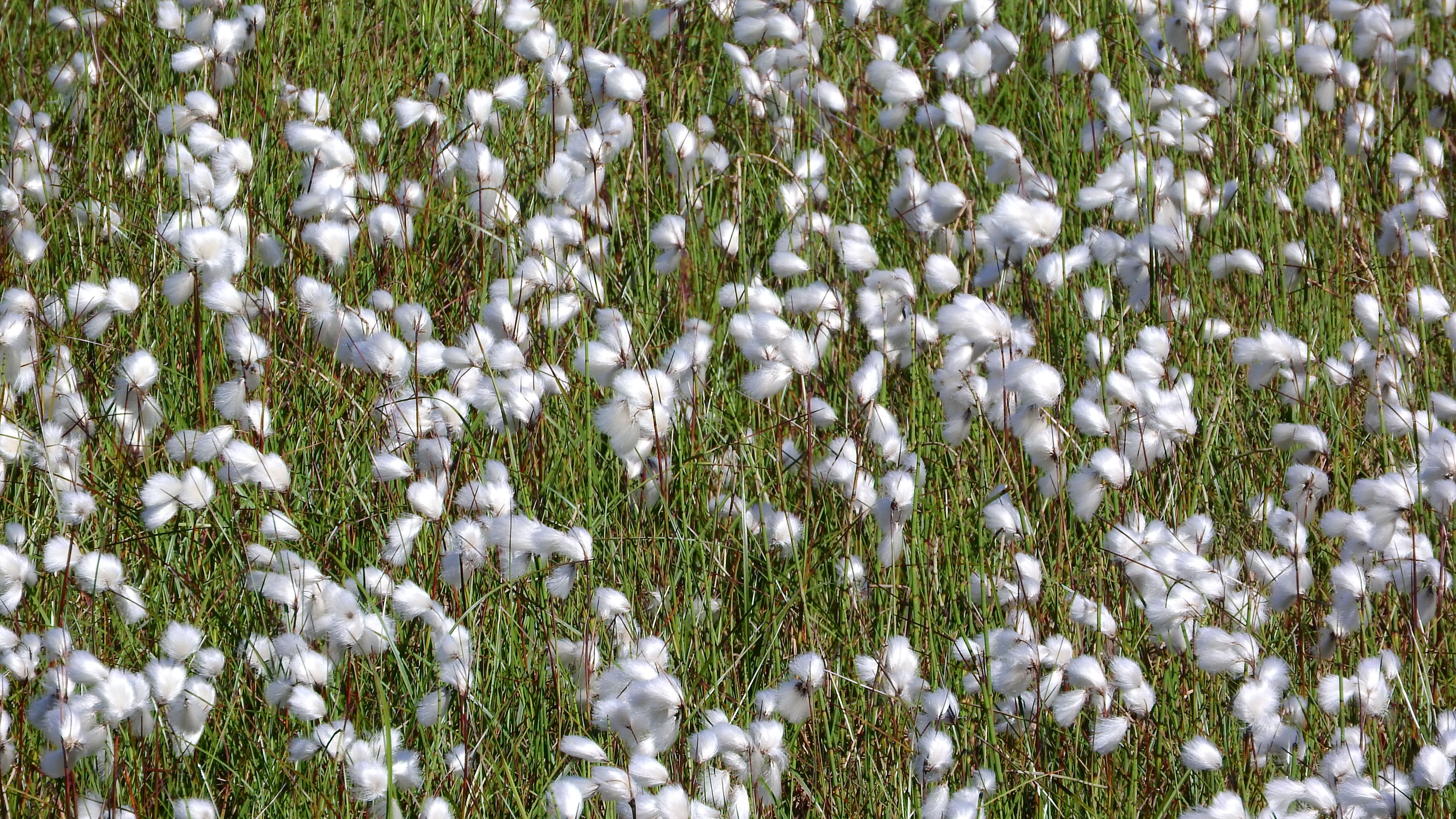 cotton plant field