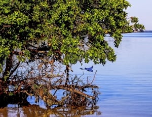 mangrove tree thumbnail
