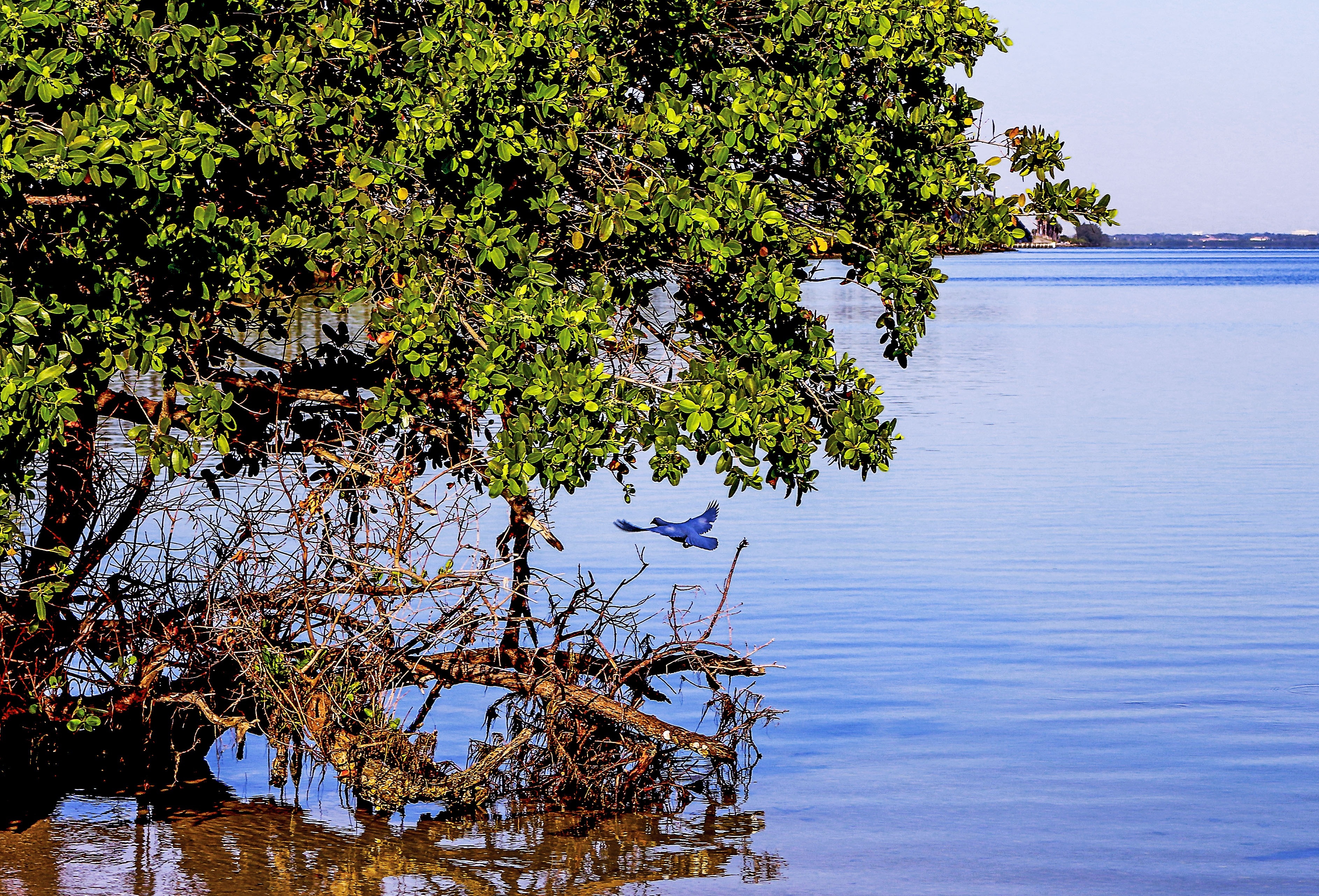 mangrove tree