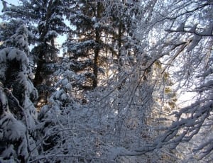 black trees covered with snow thumbnail