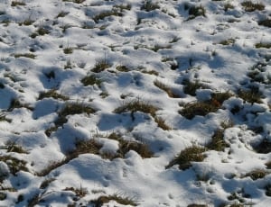 snow covered green grass thumbnail