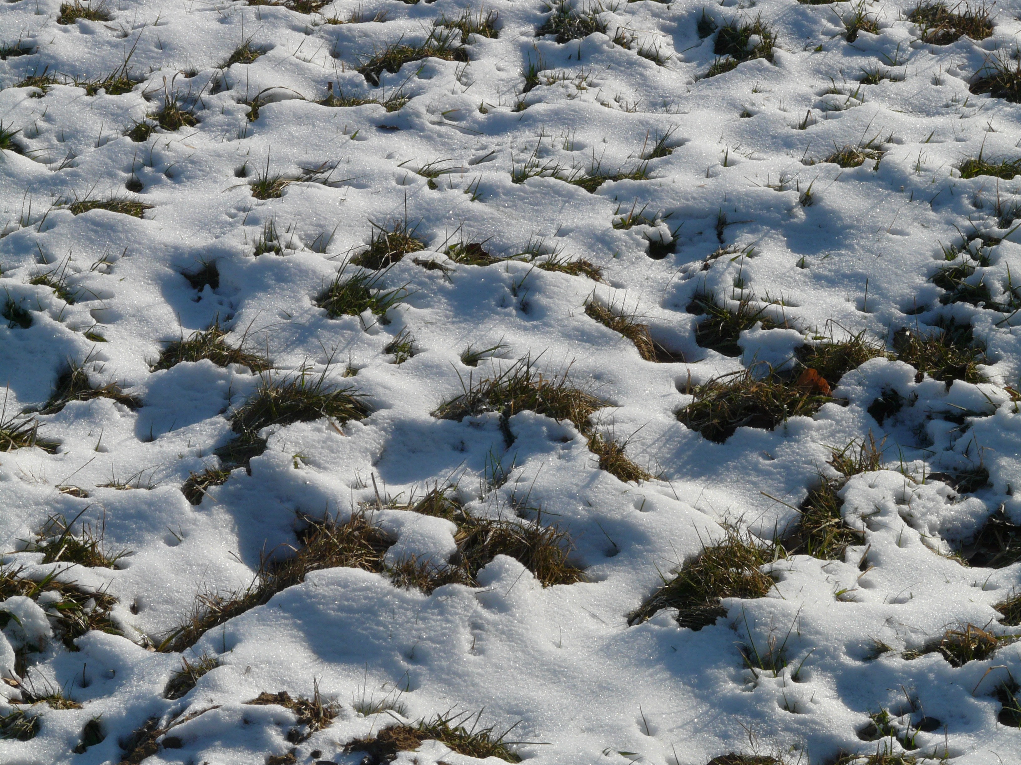 snow covered green grass