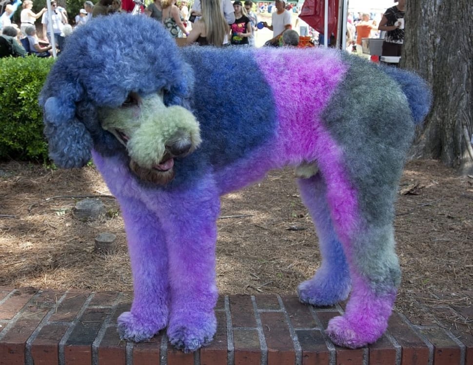 blue, purple and gray standard poodle preview
