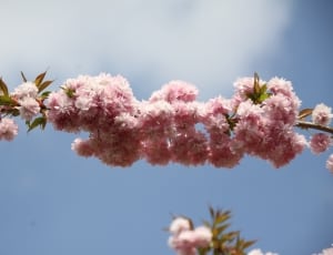bunch of pink petal flower thumbnail