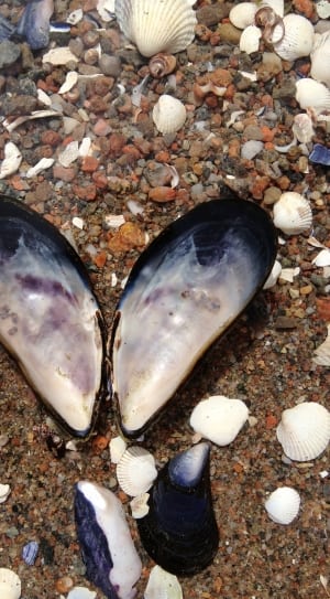 purple and white seashell thumbnail