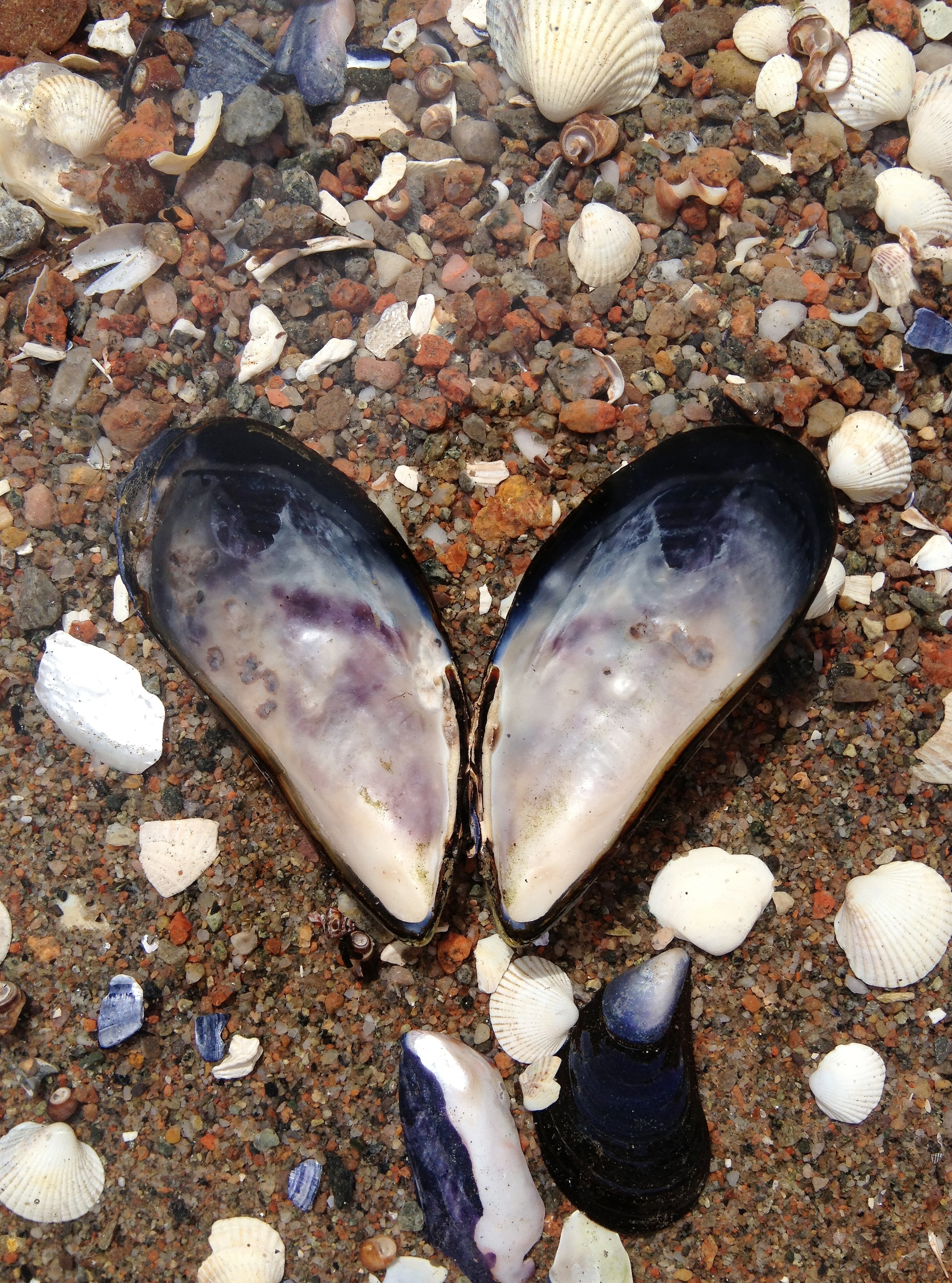 purple and white seashell