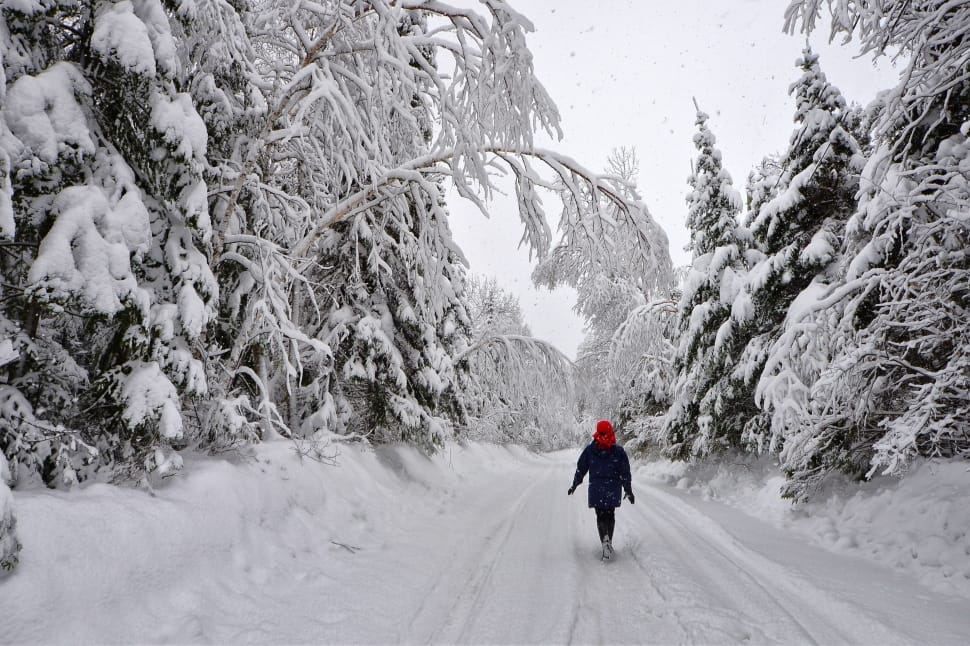road with thick snow and thick pine trees on both sides preview