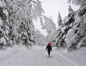 road with thick snow and thick pine trees on both sides thumbnail