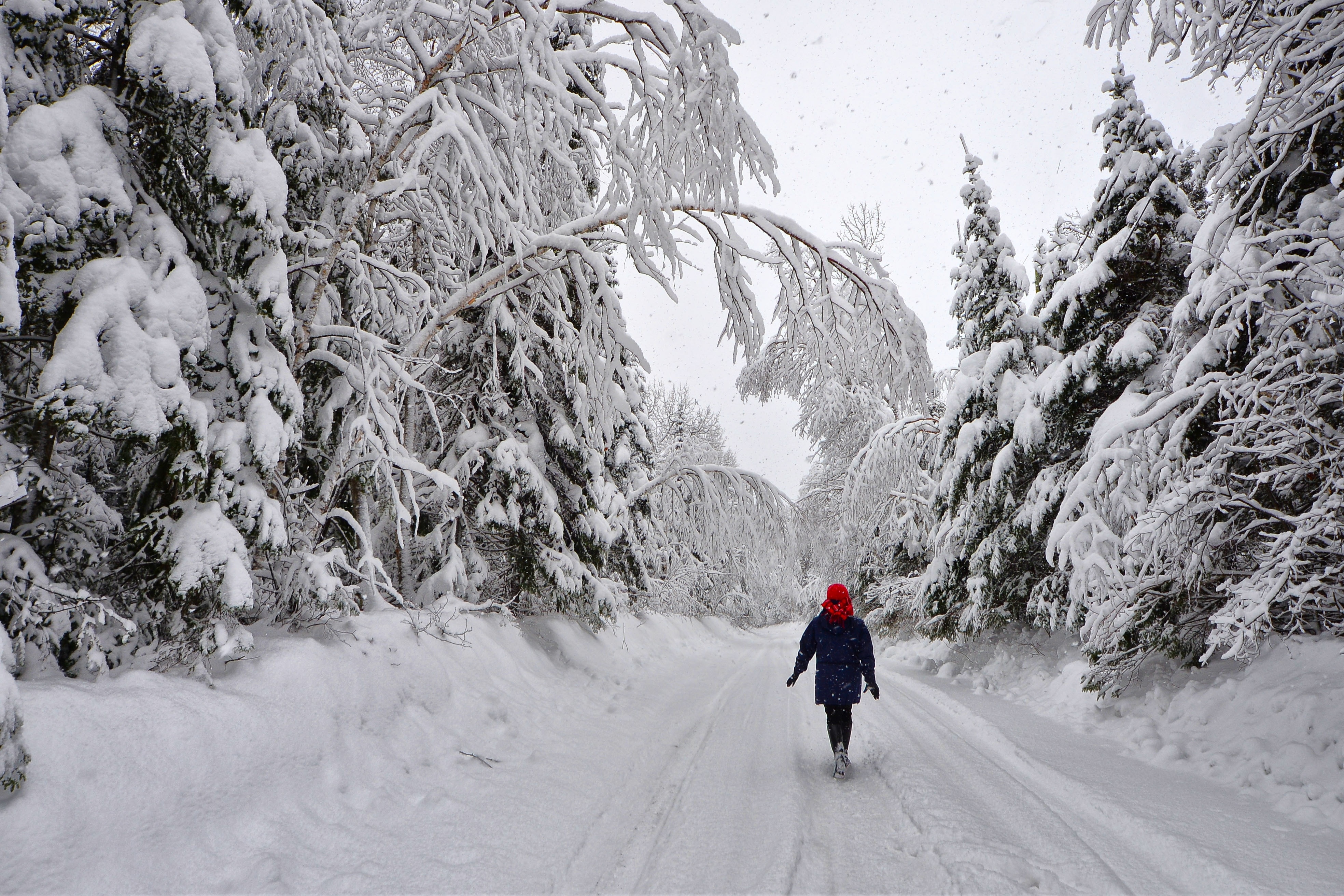 road with thick snow and thick pine trees on both sides