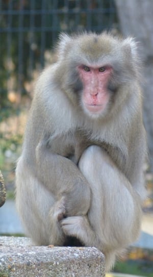 gray coated monkey thumbnail
