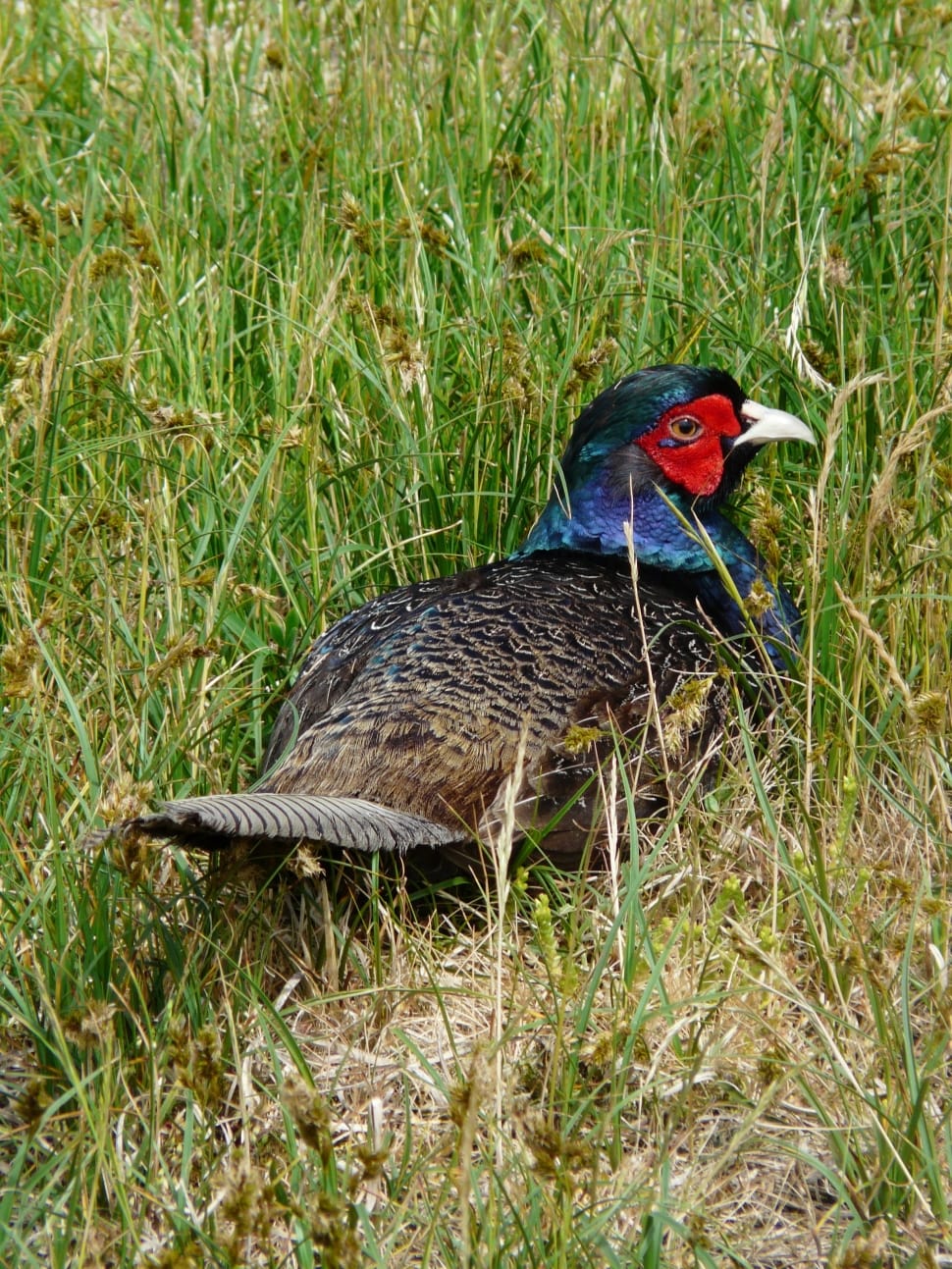 black and blue pheasant preview