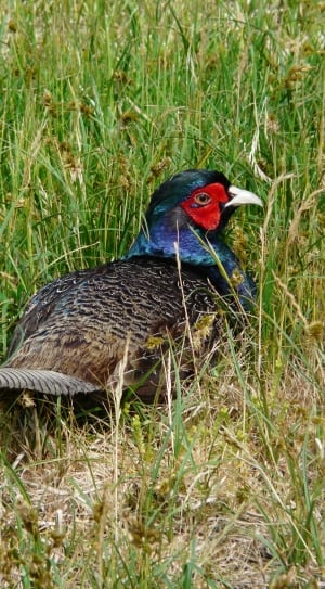 black and blue pheasant thumbnail