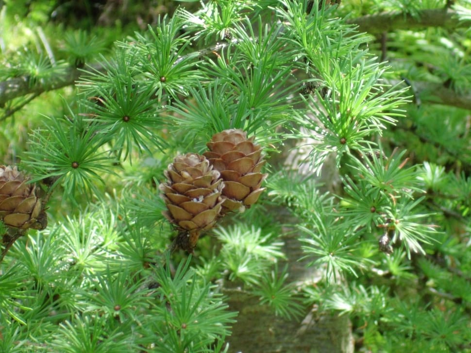 3 pine cones preview