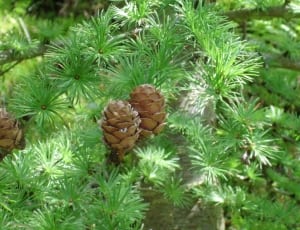 3 pine cones thumbnail