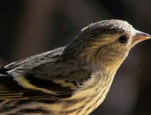 brown and yellow bird thumbnail