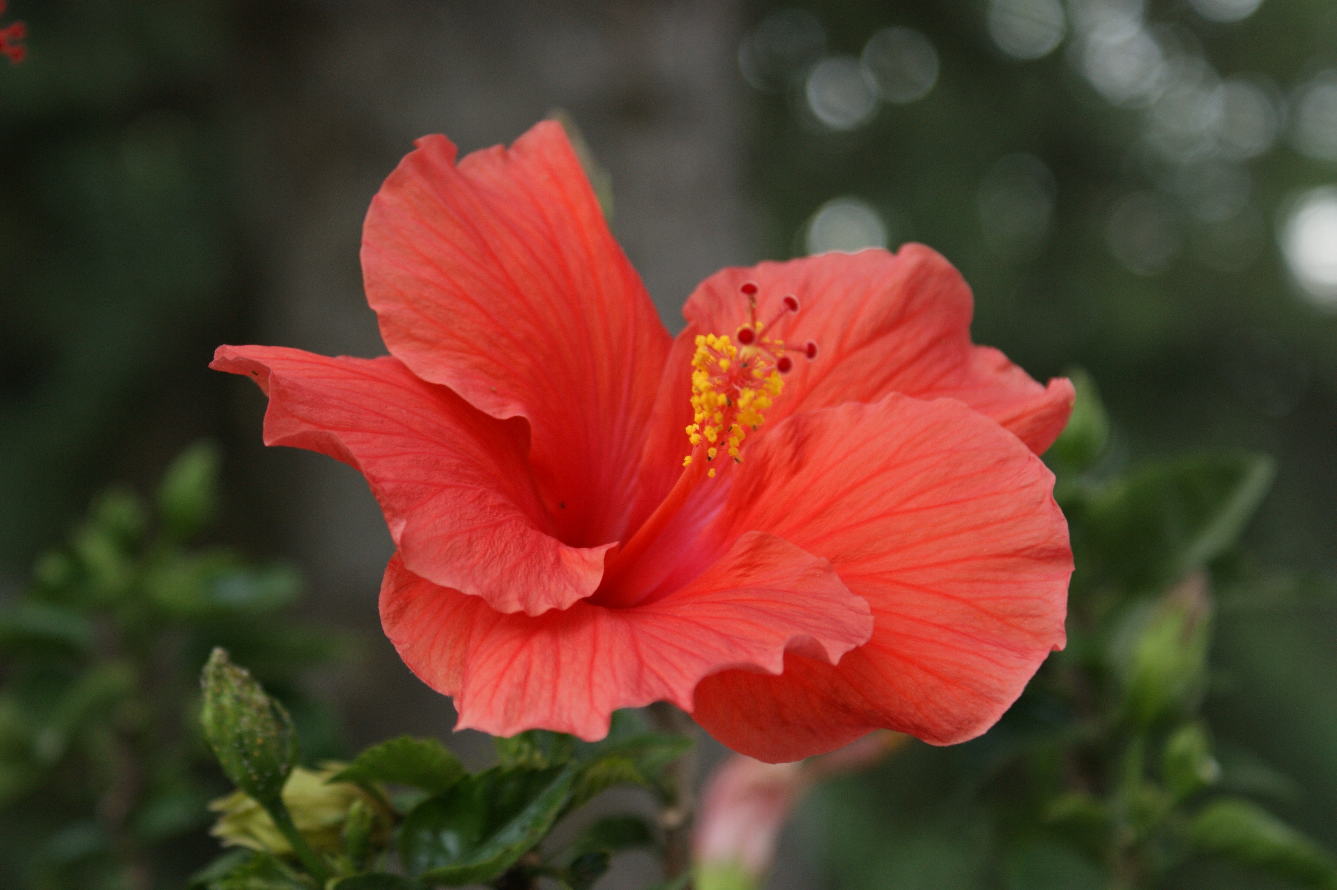 red hibiscus in closeup photo
