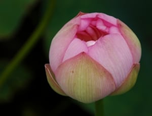 pink and yellow petaled flowers thumbnail