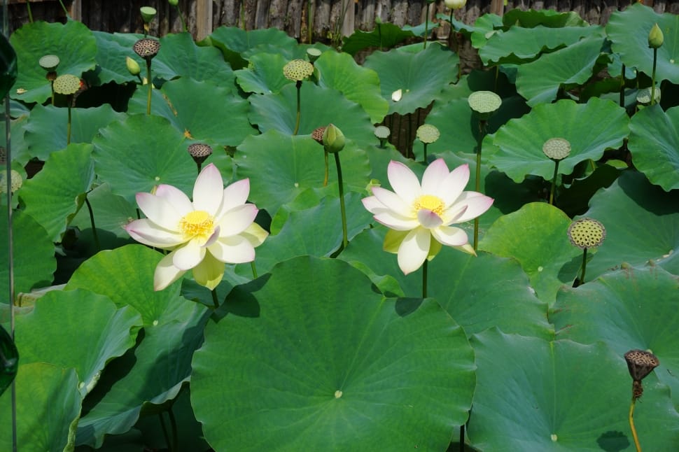white water lilies preview
