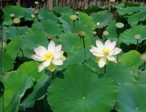 white water lilies thumbnail