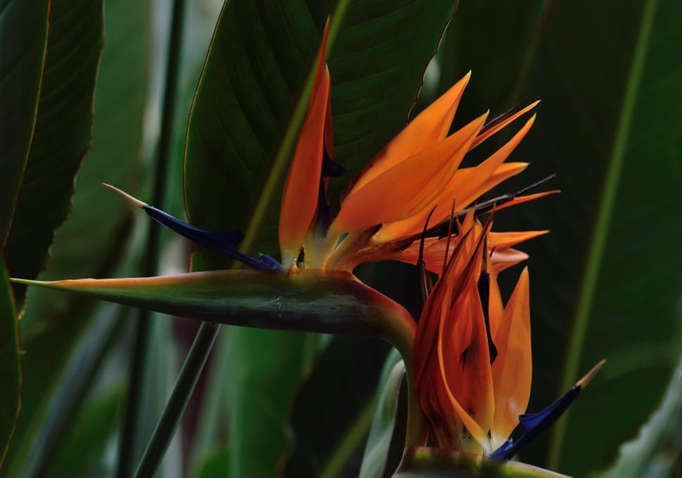 Bird Of Paradise, Flower, flower, growth preview