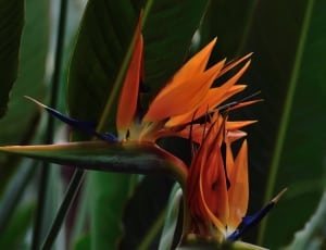 Bird Of Paradise, Flower, flower, growth thumbnail