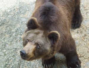 black and brown bear thumbnail