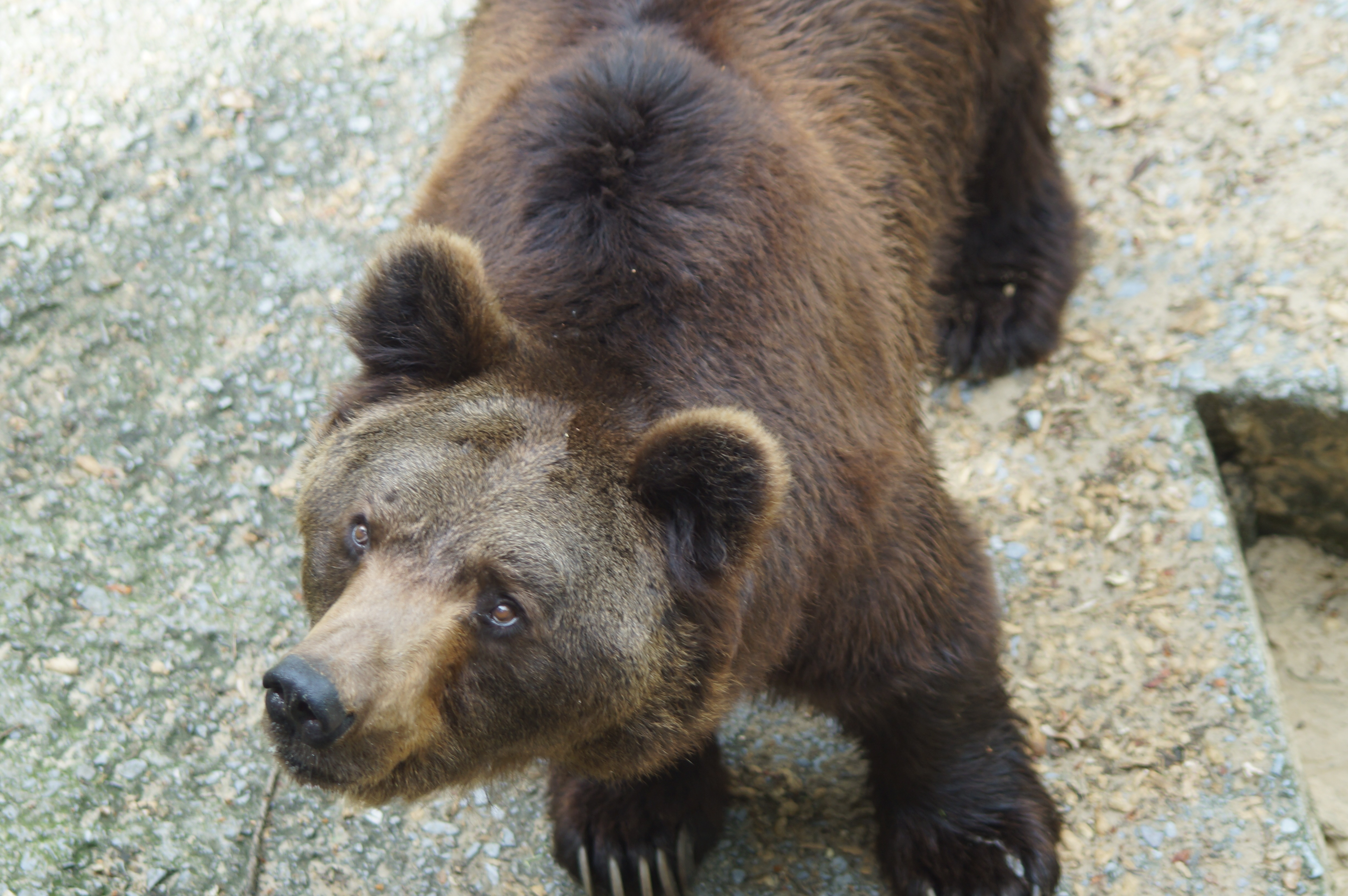 black and brown bear