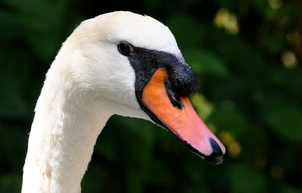 white black and orange goose preview