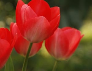 4 red flowers thumbnail