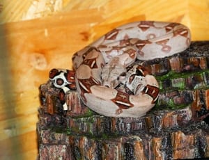 beige and brown snake thumbnail