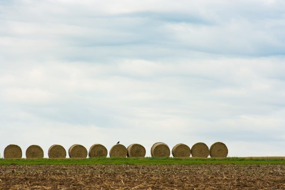 hay rolls preview