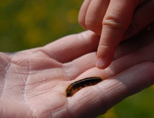 brown caterpillar on human palm thumbnail