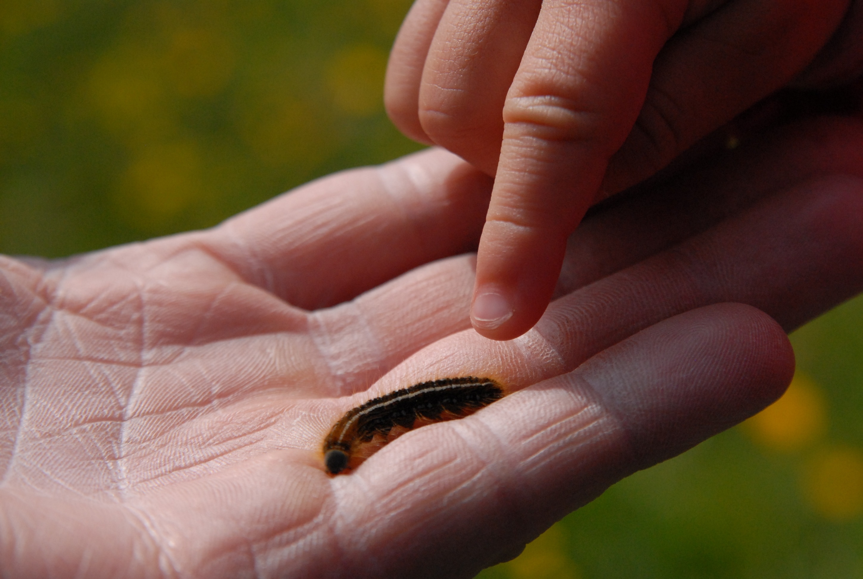 brown caterpillar on human palm