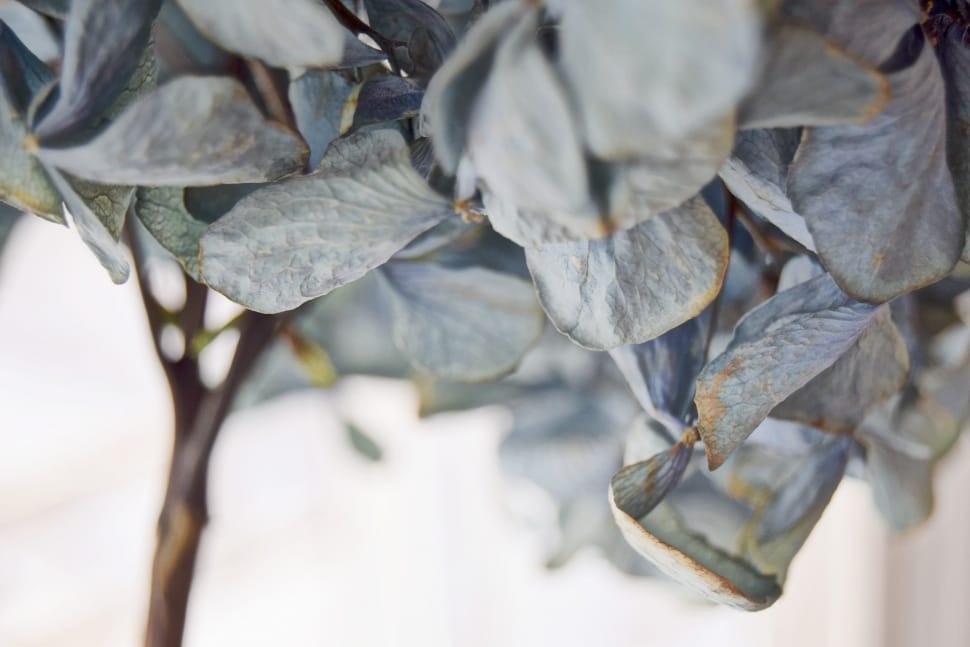 close photography of gray leaves preview