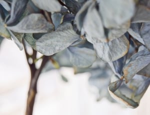 close photography of gray leaves thumbnail