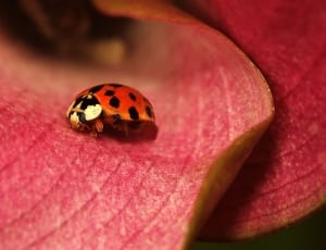 spotted ladybug thumbnail