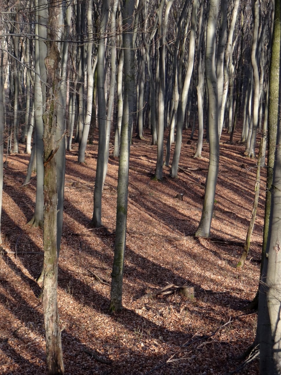 gray trees preview