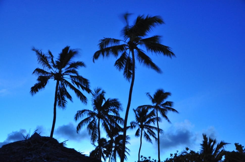 coconut trees preview