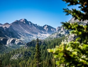 grey mountain and pine trees thumbnail
