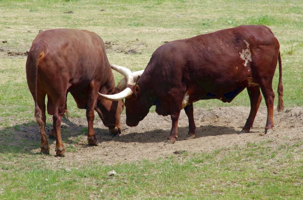 two brown long cattle cow on green grass field during daytime photo preview