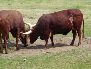 two brown long cattle cow on green grass field during daytime photo thumbnail
